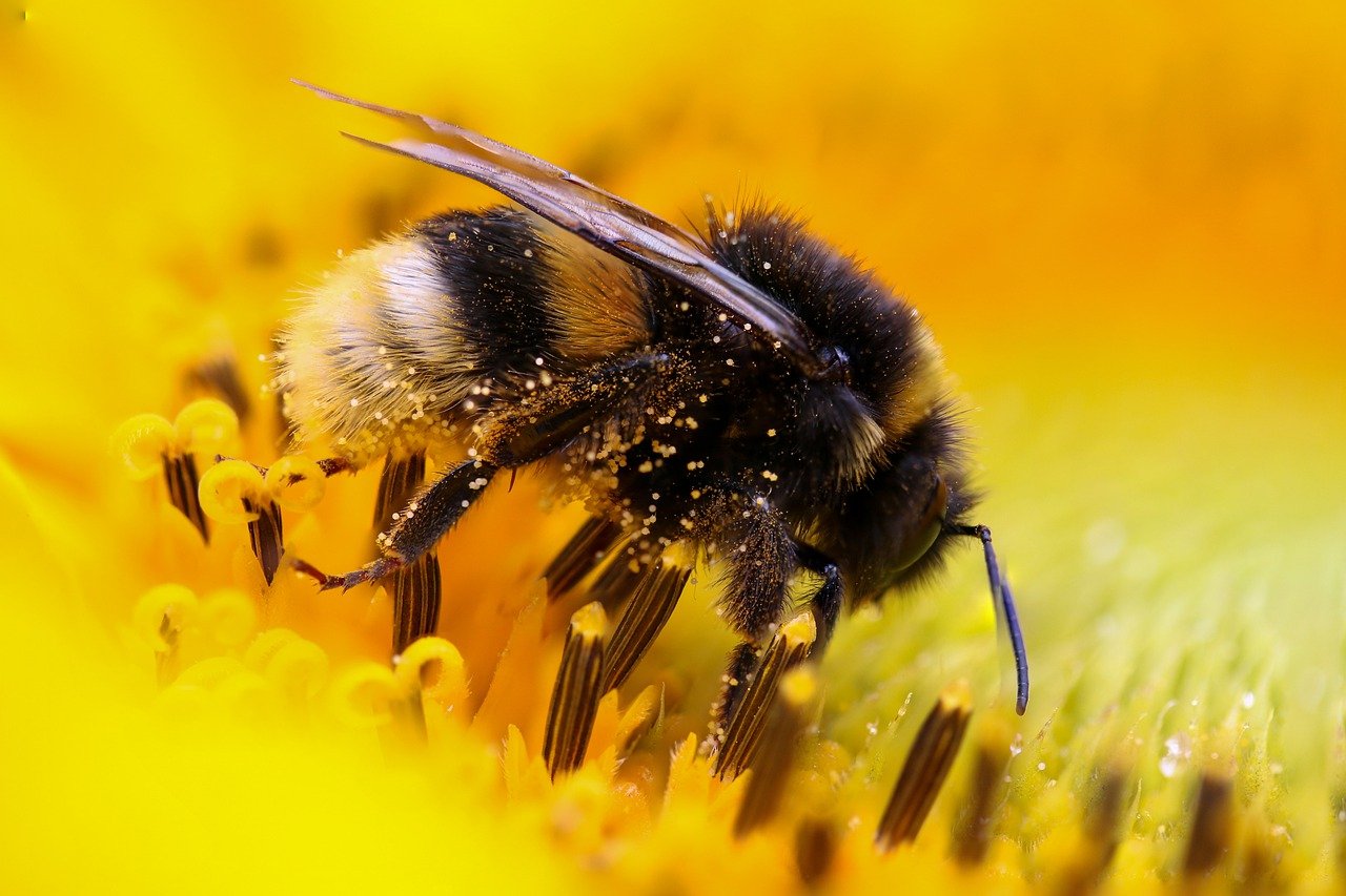 bee, insect, pollinate-6561966.jpg